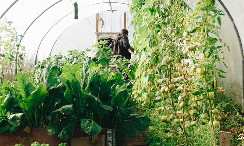 Peluang Penjualan Perlengkapan Berkebun Yang Diminati